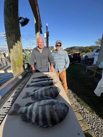 Sheepahead and Speckled teout were bitin