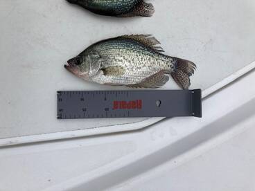 Another Good day of catching