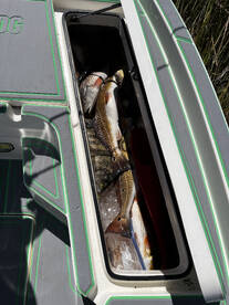 St. Bernard Report Photo 1