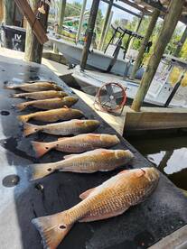 Redfish Wednesdays!!