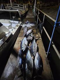 The 600lbs of fish!!