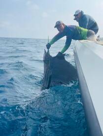 Speed, power and beauty - Sailfish at it