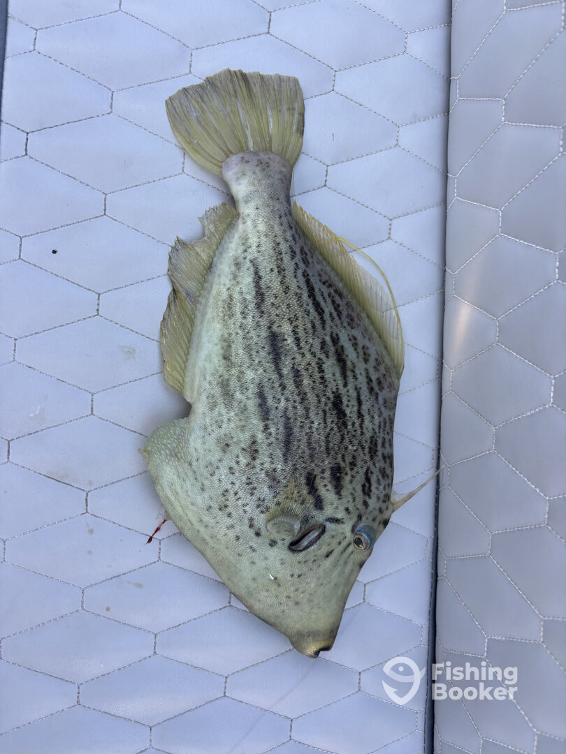 Cyprus Report Photo 0