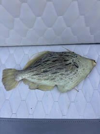 Cyprus Report Photo 1