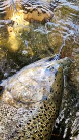 Niagara Falls Report Photo 3