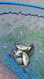 Mille Lacs Report Photo 2