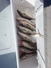 October 2025 Striped Bass (Rockfishing)