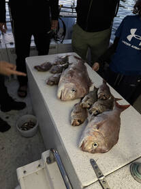 Hastings Report Photo 2