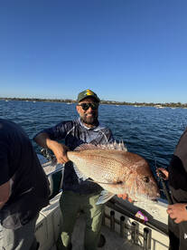 Port Phillip Bay Snapper