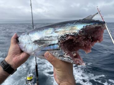 Skipjacks and Mako attack