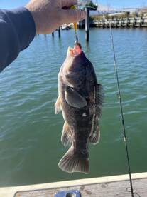 Island Park Report Photo 2