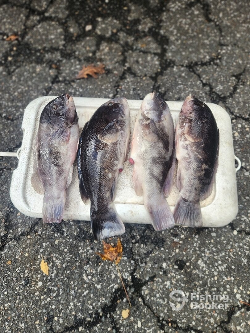 Mastic Report Photo 0