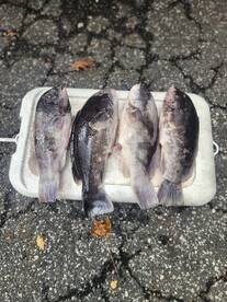 BLACKFISH ARE CHEWING