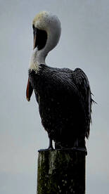 Inshore Bottom Fishing 