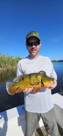 Peacock snakeheads clowns cichlids large