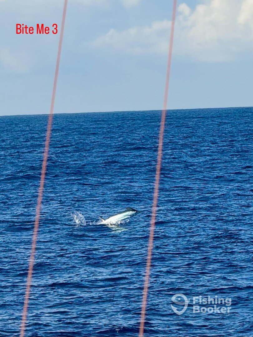 Kailua-Kona Report Photo 0