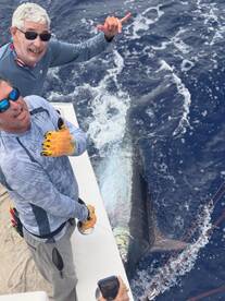 350# Blue Marlin