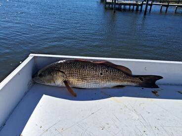 North Carolina Report Photo 2