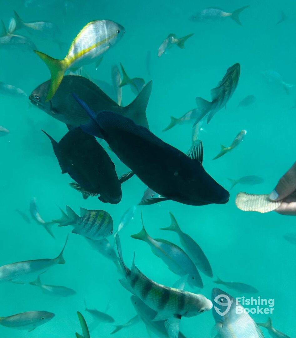 Fajardo Report Photo 0