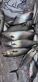 Offshore Bachelors smash!