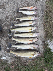 Cumberland River Report Photo 2