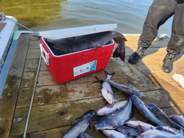 Catfish galore