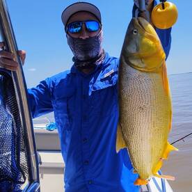 Lots and lots of golden dorado. In Bueno