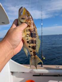 Caught a bunch of Bank Bass