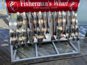 Black drum and redfish!