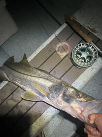 Snook Fishing at Night and Daytime Repor
