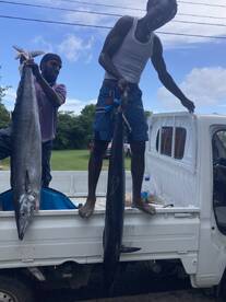 Chasing and Catching Sea Cheetahs! 