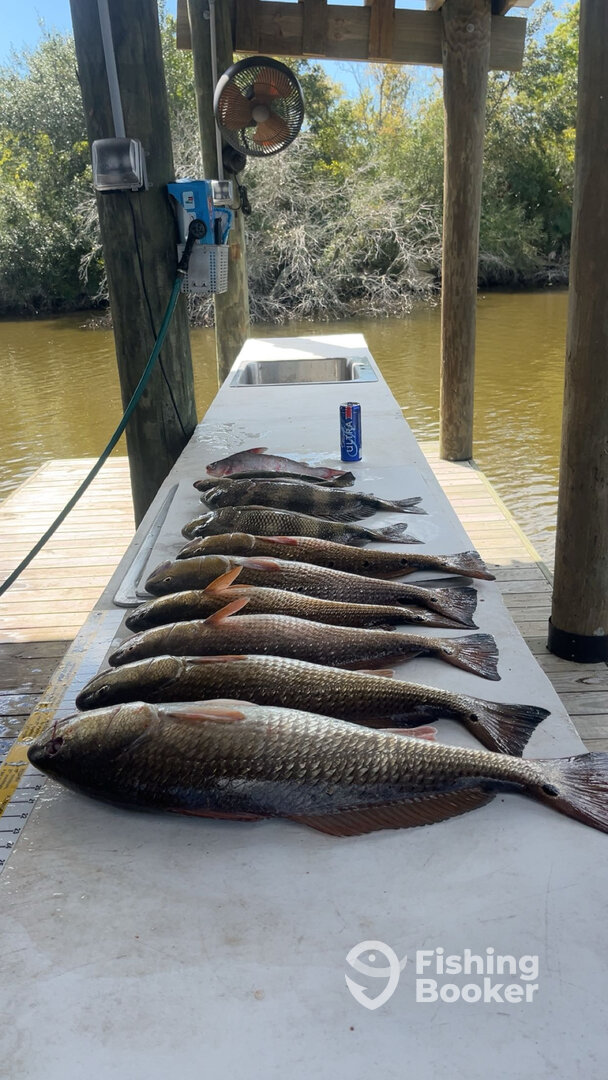 St. Bernard Report Photo 0