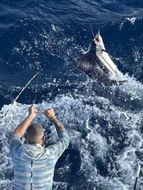 Sailfish, Mahi, Snapper and Mackerel all