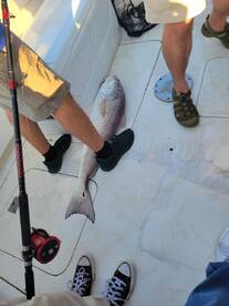 Galveston Report Photo 1