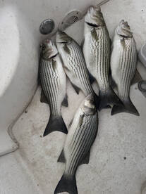 Atlanta Report Photo 2