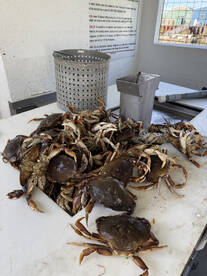 Garibaldi Report Photo 2