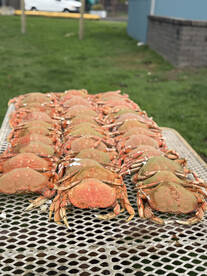 Garibaldi Report Photo 1