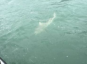 Bull Sharks, Lemons, Blacktips, and Grou