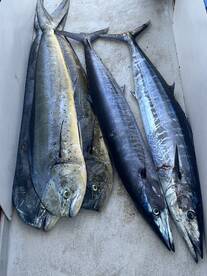 Plenty of fresh fillet 