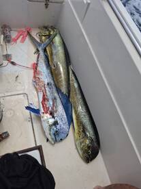 Herradura Report Photo 2