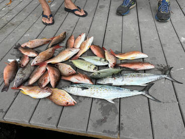 Lanes and Spanish Mackerel for dinner
