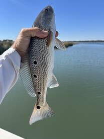 Another day of nonstop, action, redfish,