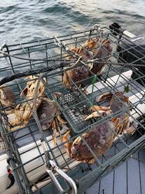 Puget Sound Winter Crabbing!