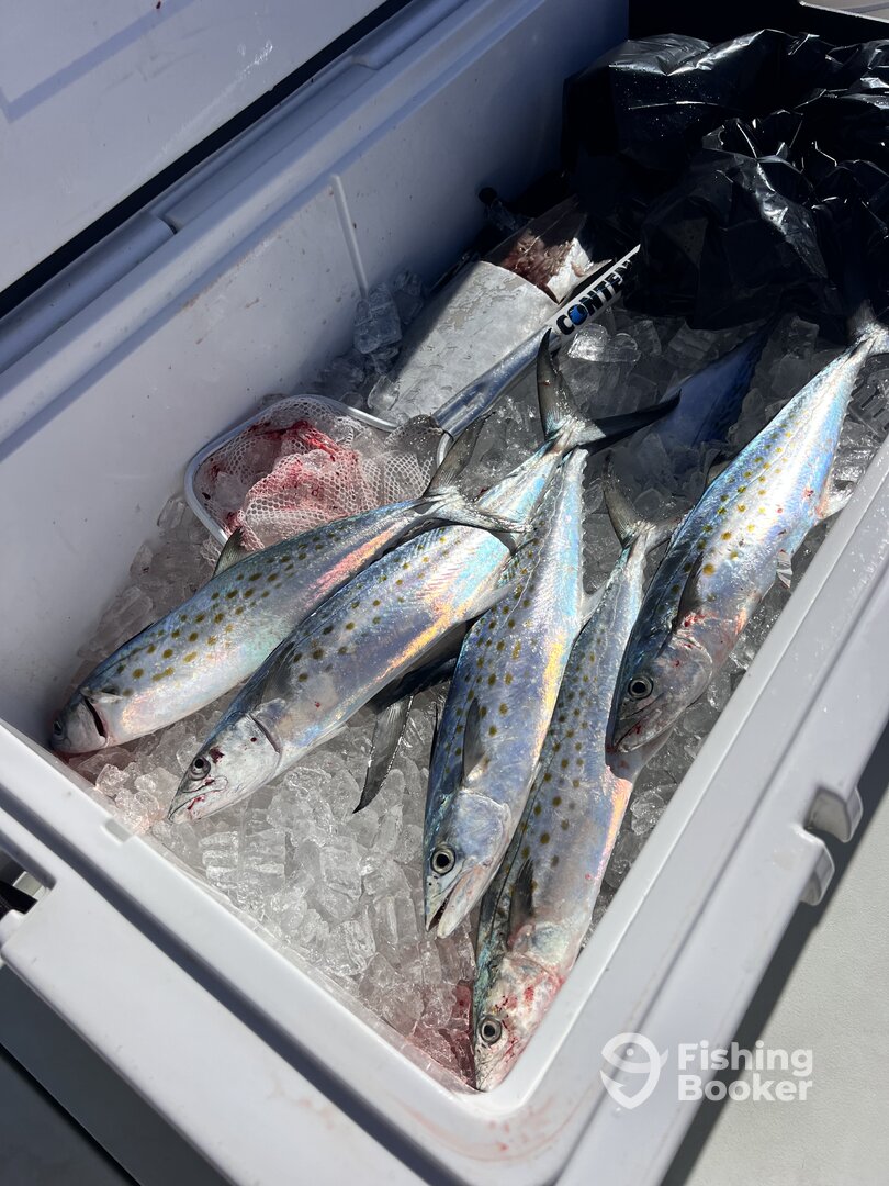 Miami Report Photo 0