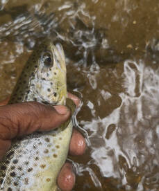 FlyFishing Delayed Harvest 