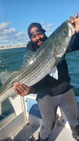 Big Striped Bass Starting to Show Up