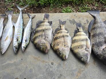 D'Iberville Report Photo 2