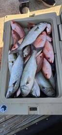 Freezer fill, Big Haul of geeat eating f