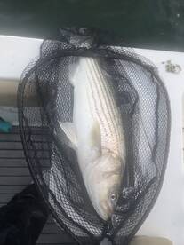 Great day on the water for Stripers 