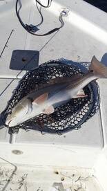 Houston Report Photo 1